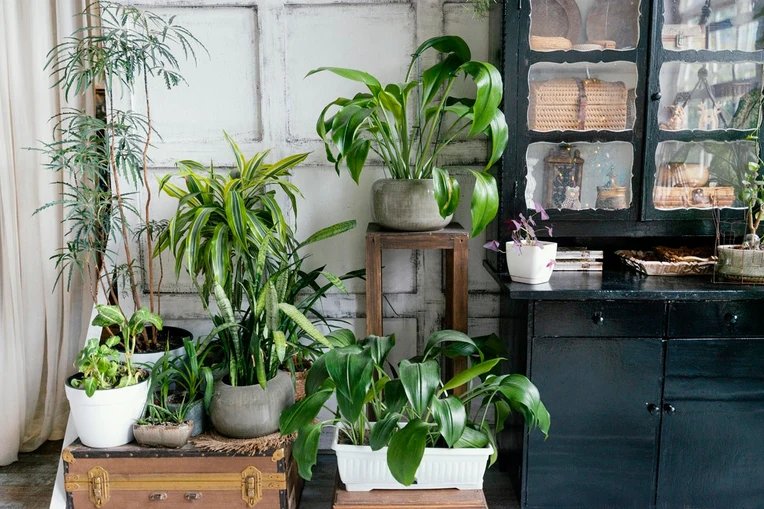 In House Nursery